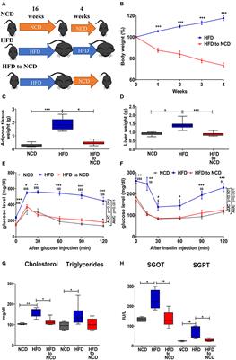 Macrophages Mediate Increased CD8 T Cell Inflammation During Weight Loss in Formerly Obese Mice